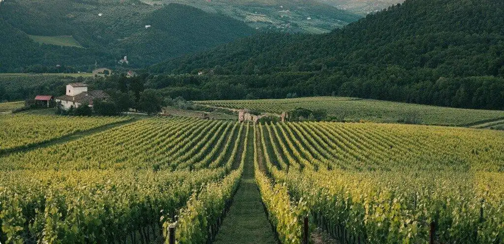 vineyard