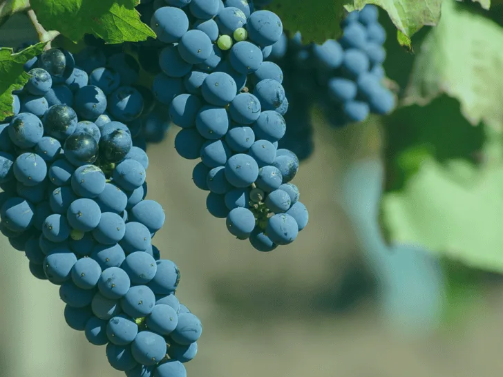 Best Places to Buy Malbec Online