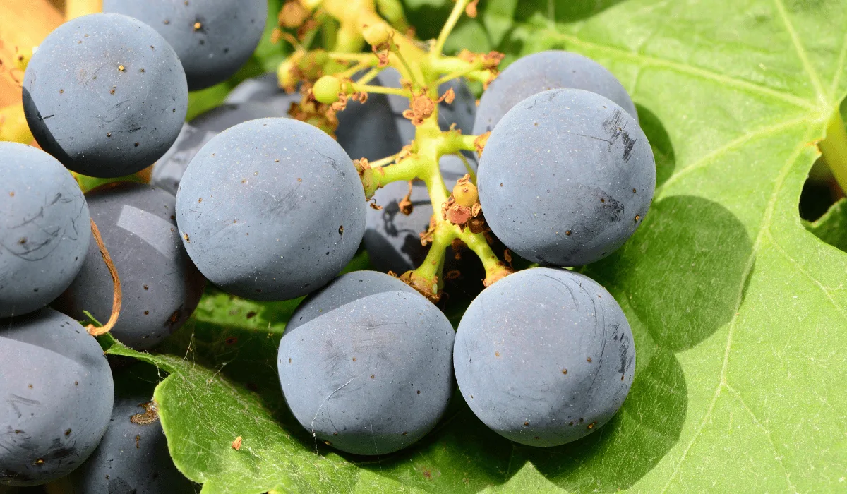 Best Places Online to Buy Merlot