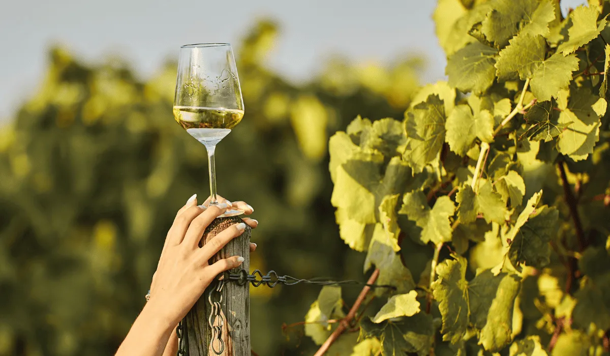 regions pinot grigio 