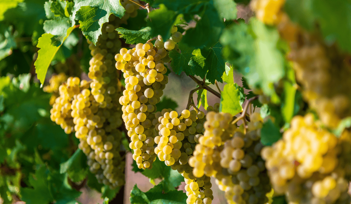 Best Places to Buy Chardonnay Online