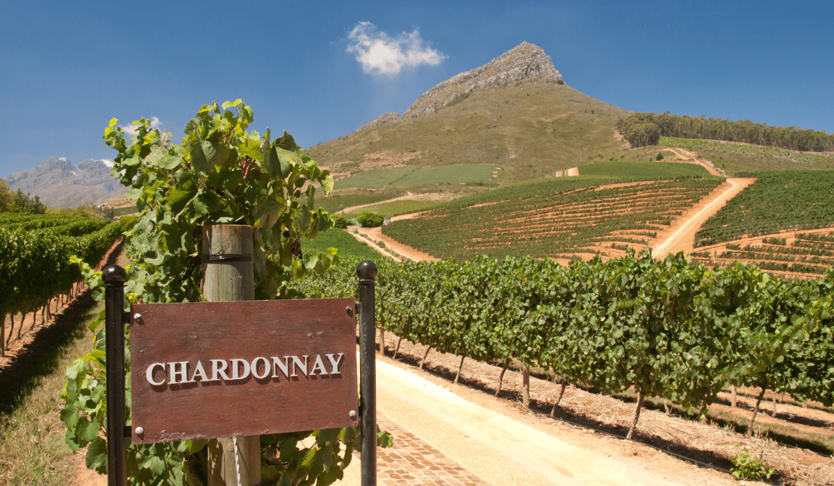 chardonnay