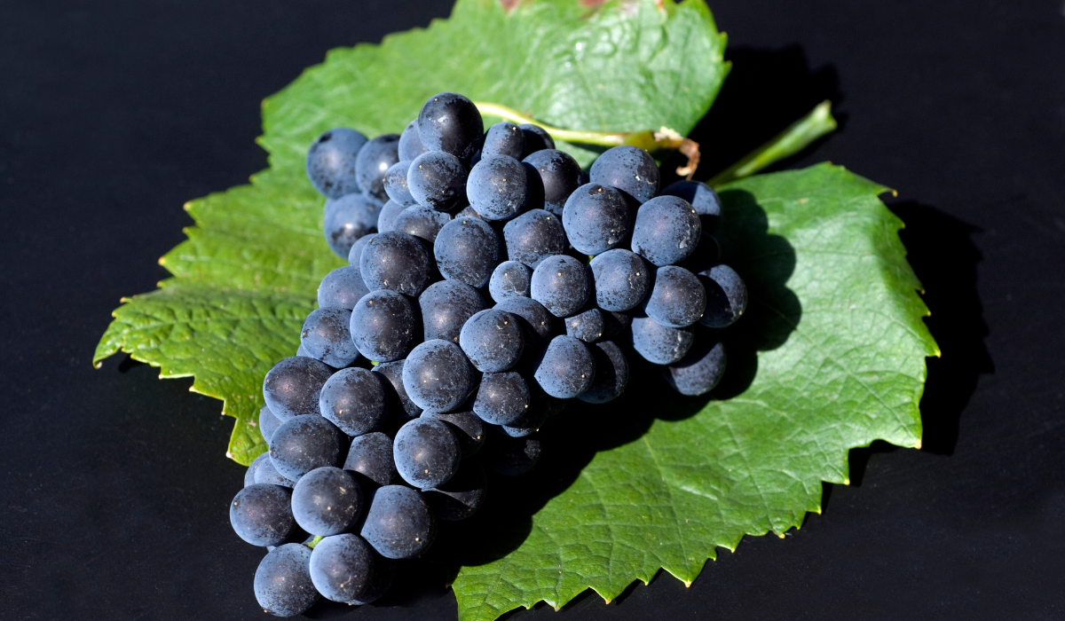 Where to Buy Pinot Noir Online
